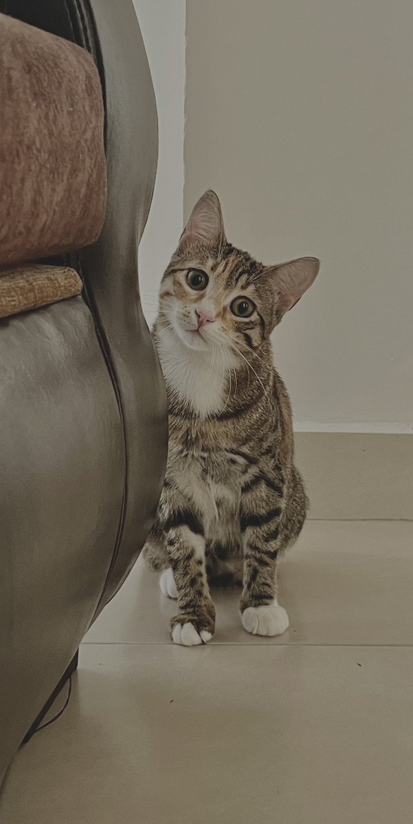 uffff şekeri özledim. nbtler artık çok zor geçiyor. 🥹