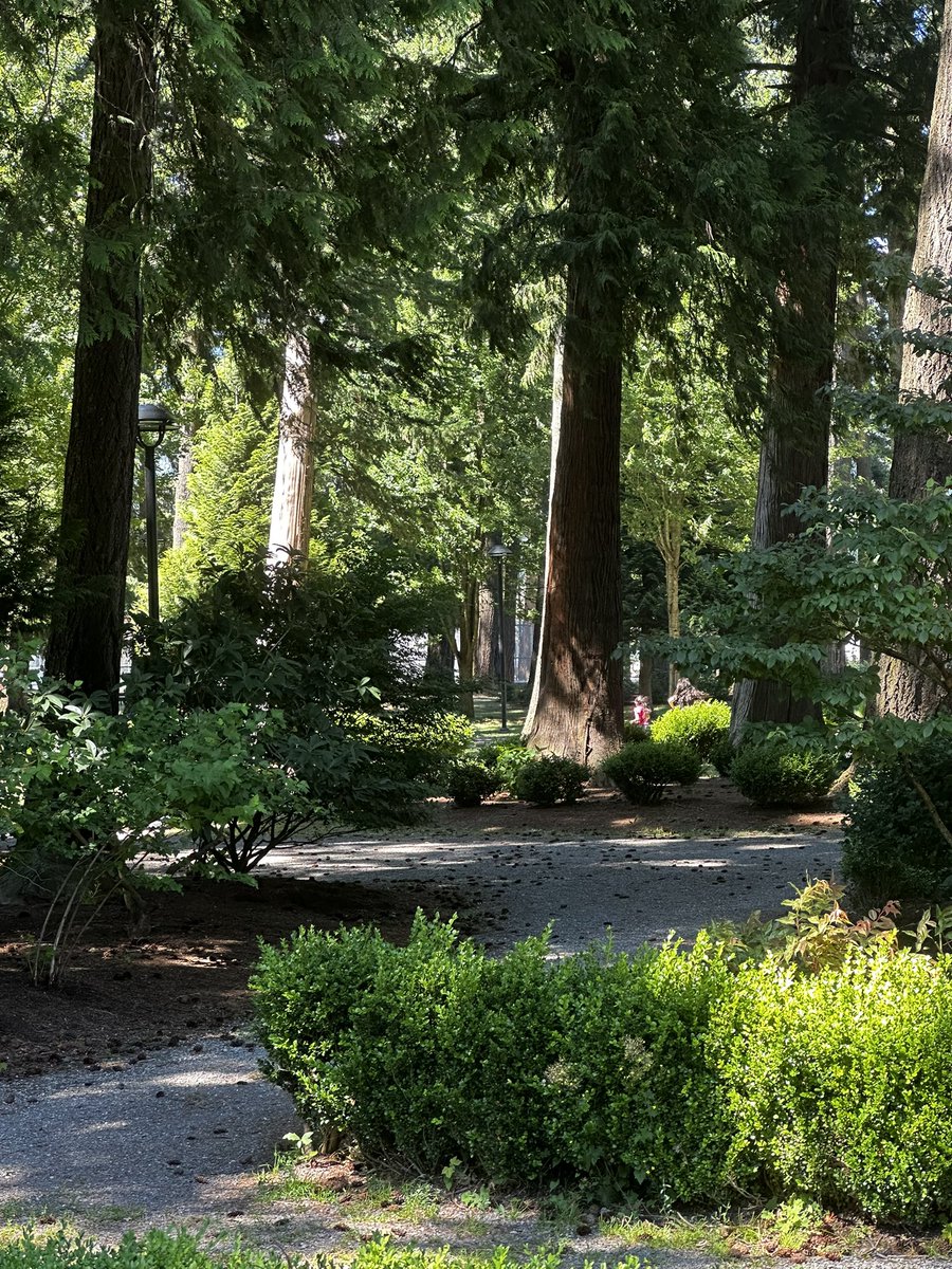 paul_siddaway's tweet image. Shadows in the park