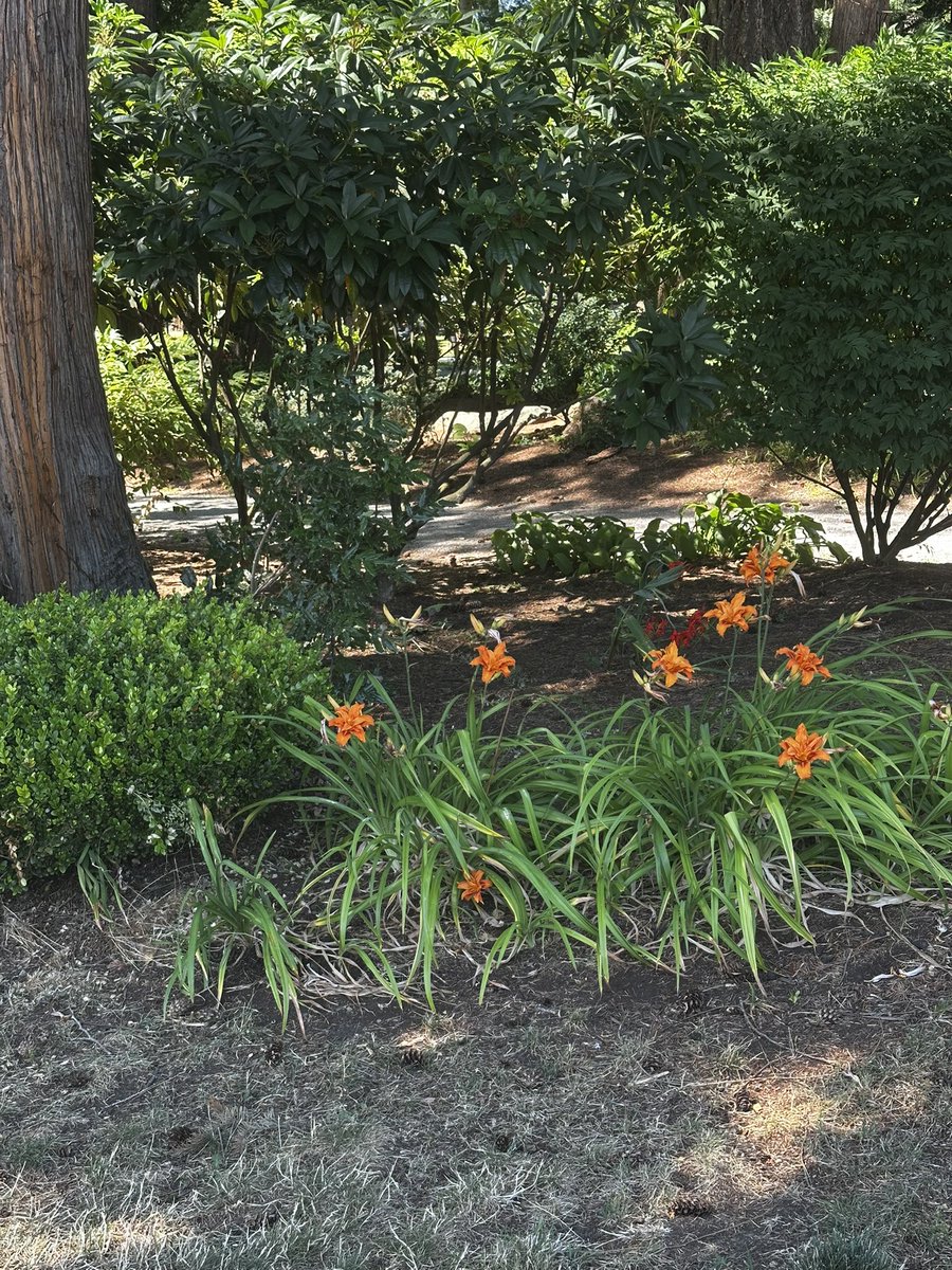 paul_siddaway's tweet image. Shadows in the park