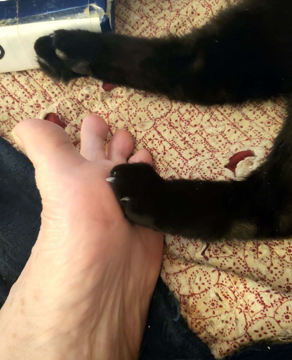 usasmitty's tweet photo. #CatsoftheInternet #Caturday #HousePanther #CatLife #Purrfection 🐈⬛ Oh he can touch me w/his leg but....... https://t.co/2ohUSjsa7w