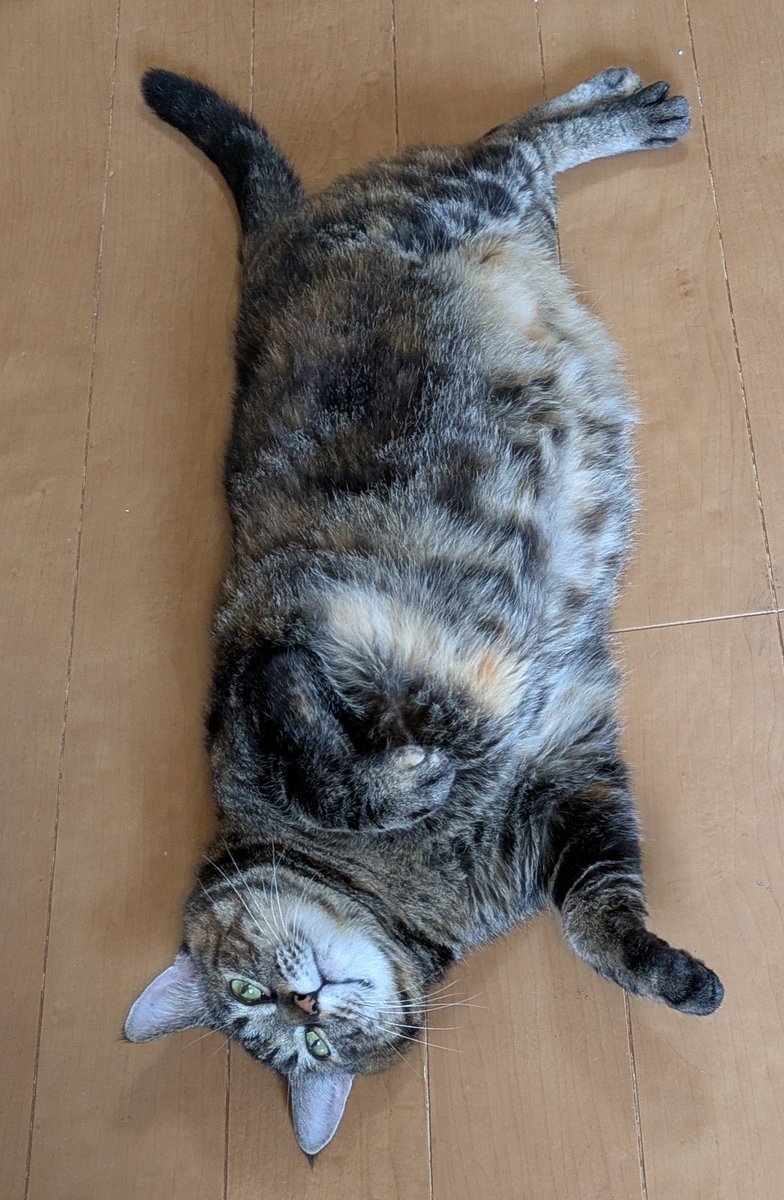 tripletomy's tweet photo. おはようにゃ☆byマル
#サビトラ猫 https://t.co/3pUDfj2i3C