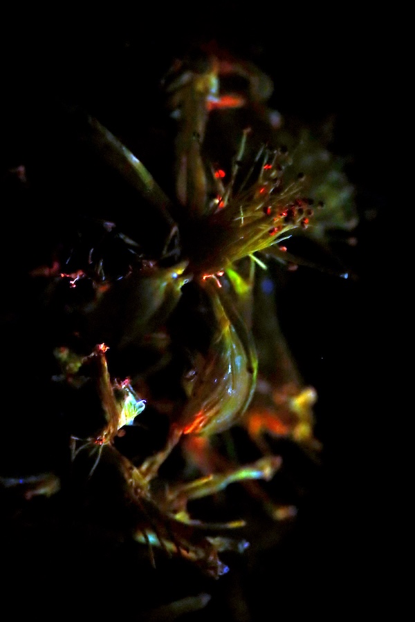 herbholzmann's tweet image. Late night glow
(St. John's wort - Hypericum perforatum - Johanniskraut in #ultraviolet light)