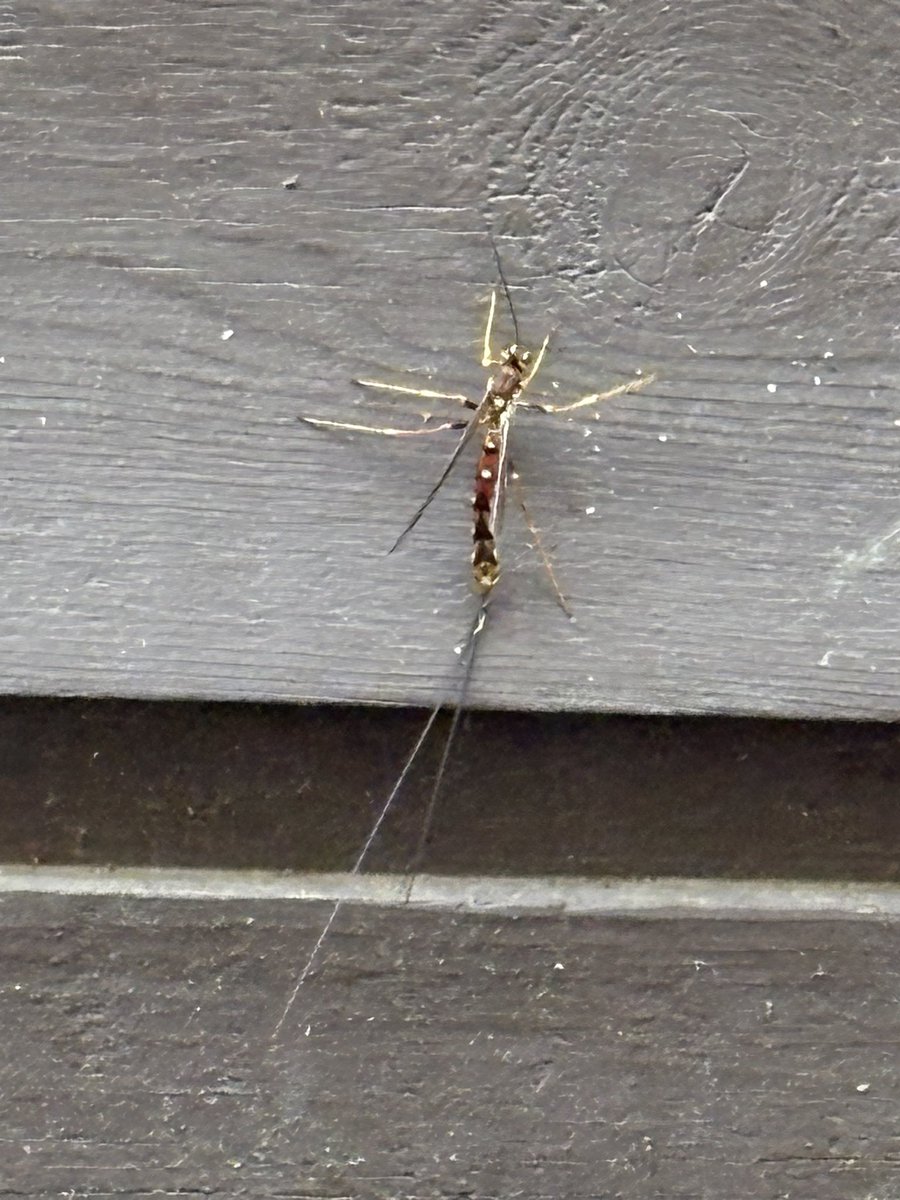 WTF is this?