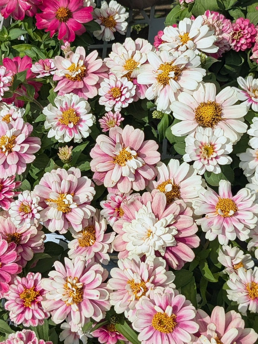 asawako319's tweet image. 日曜日♪楽しく過ごそう💐🐬