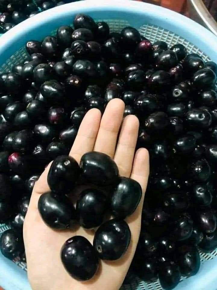 Which fruit is this?