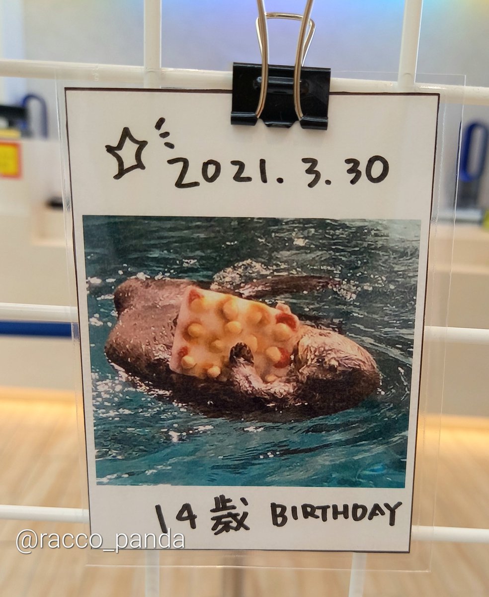 おはようございます
お久しぶりです
暑いですねぇ😰
お互い熱中症に気をつけていこうね
忙しくて浮上出来ませんでしたがなんとか生きてまーす
皆様のポストなかなか見れてなくてごめんなさい🙇

先日、ショップでリロくん愛を見つけたんだー
嬉しいね🦦
14歳のお誕生日も懐かしい✨#ラッコ　#リロくん