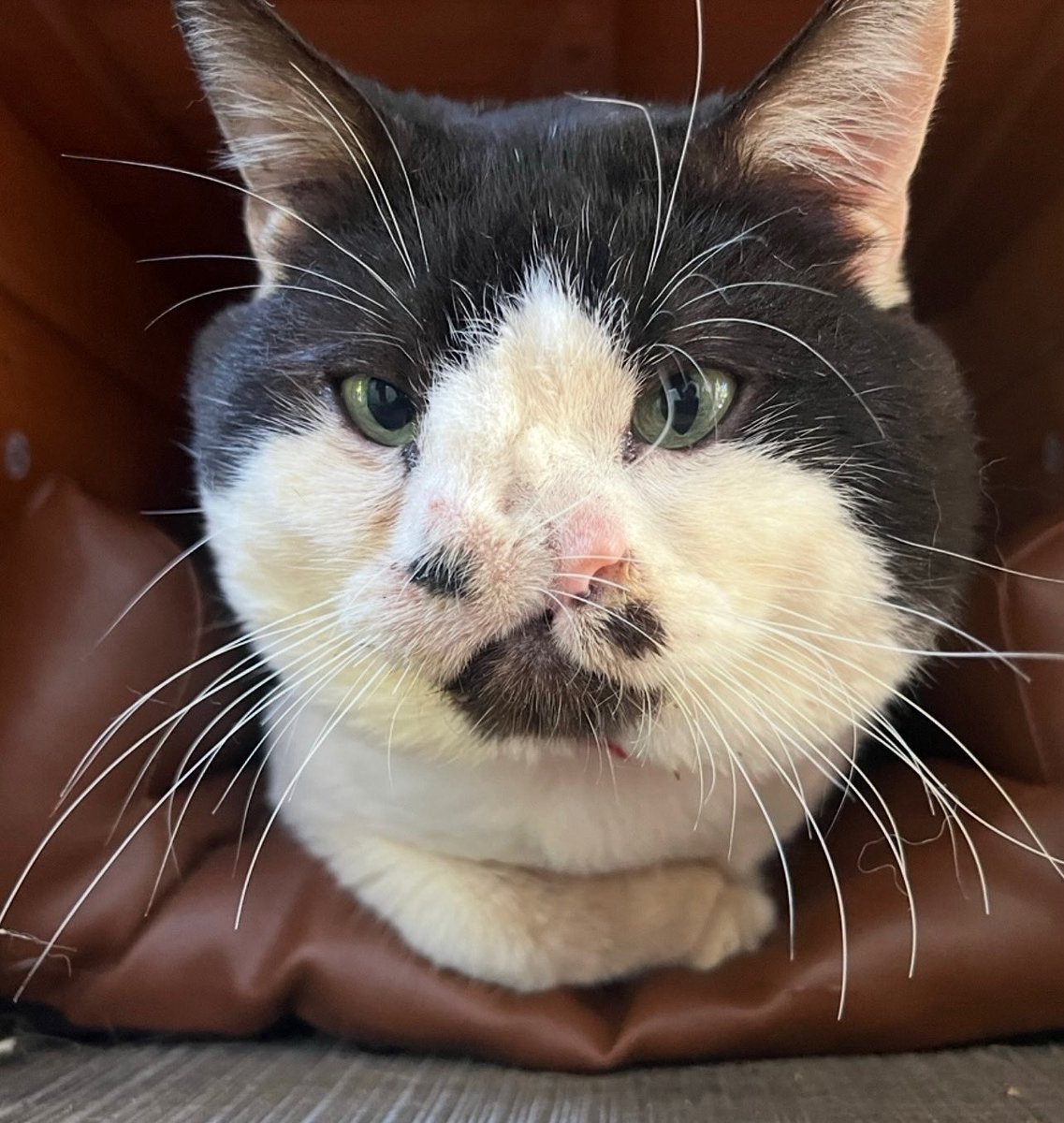 MemphisNose's tweet image. how’s your day going?