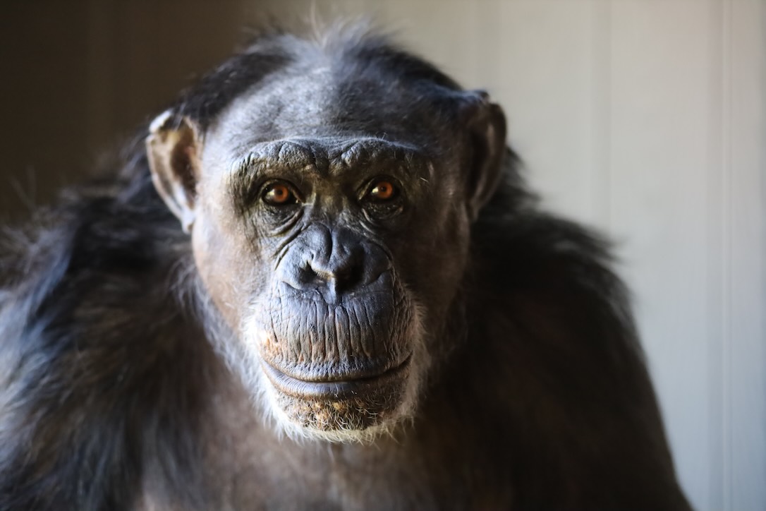 ChimpSanctuary's tweet image. The Jamie Tax -  chimpsnw.org/2025/07/the-ja…