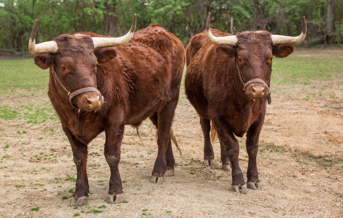 nashzoovet's tweet image. #FunFact For the day: Cows have a strong sense of smell. They can perceive smells at up to ten kilometers.
#Devons #NashvilleZoo #Vetmed #HistoricalFarm