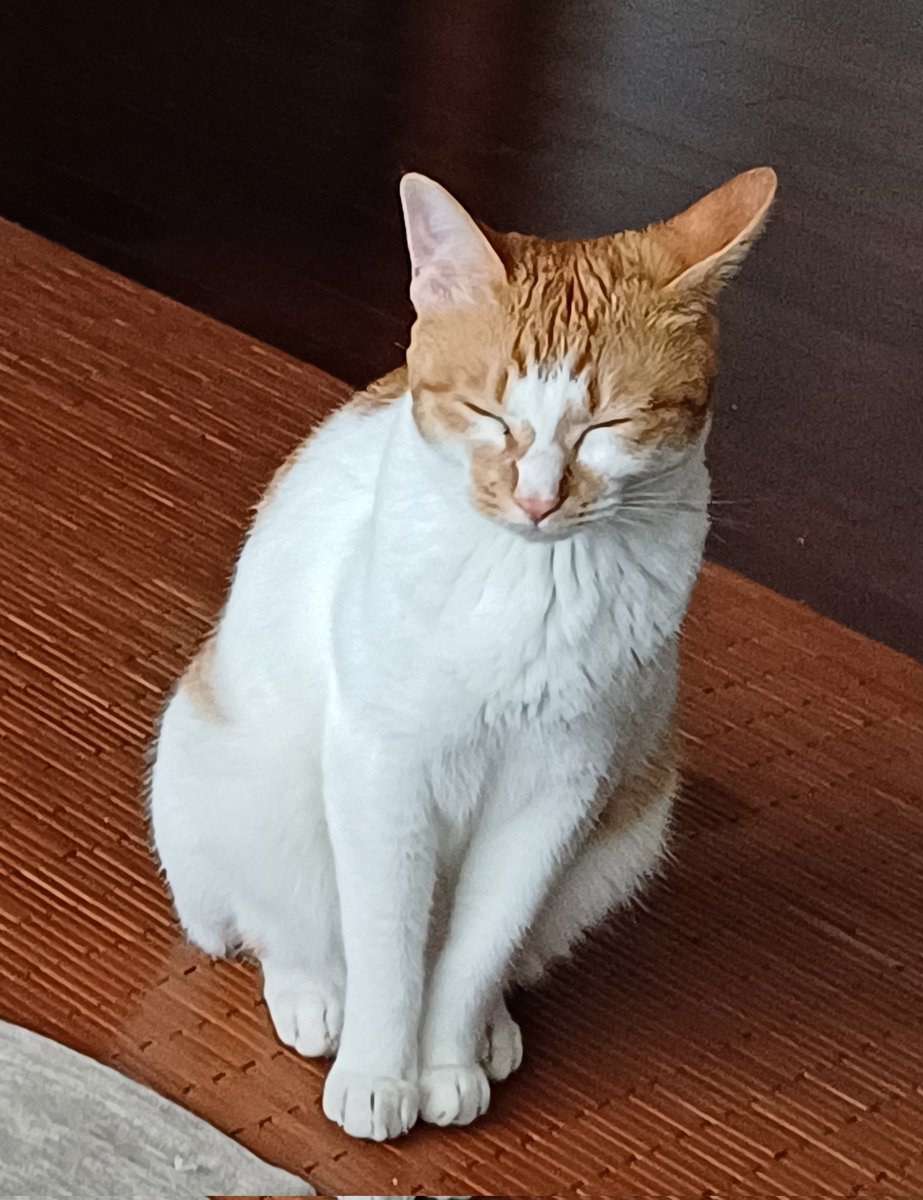 피사의 고양이 상태로 졸고 있음
들어가서 자 바보야