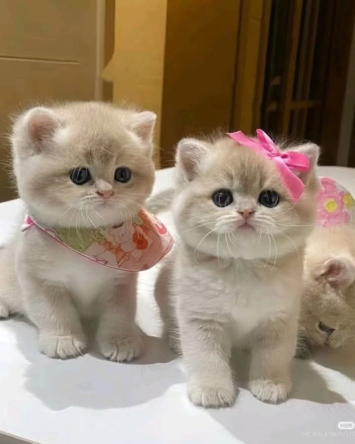 nekocatts's tweet photo. Two little babies 🥰 https://t.co/NNewSzfY7X