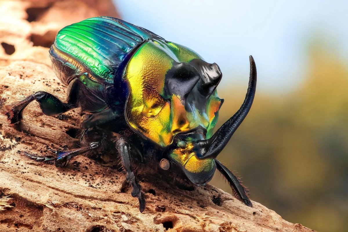 The rainbow scarab I drew and the picture I based it off of. They are native to the eastern and central United States and northern Mexico.