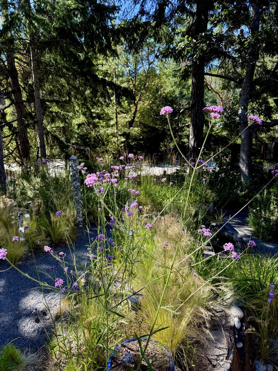 Such a nice time of the year. Front yard views today. Landscaping.
#Summer #VancouverIsland