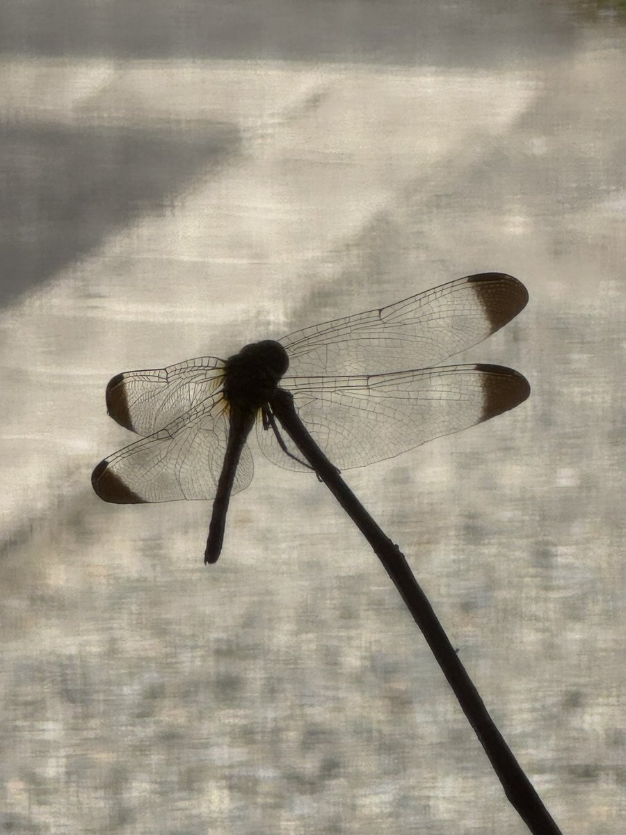 おはょぅございます☀️
もうトンボいました
