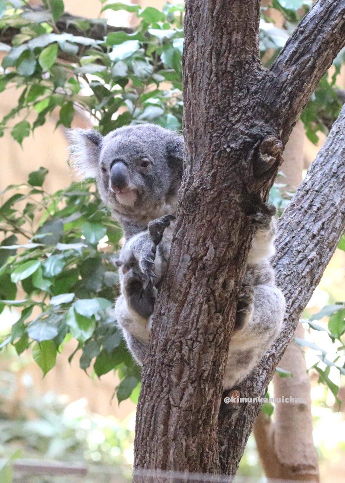 みっちゃんコアラ ᴬʸᵃ コアラー🐨🌿コロラー🐨🌿 | #コアラのあずまちゃん