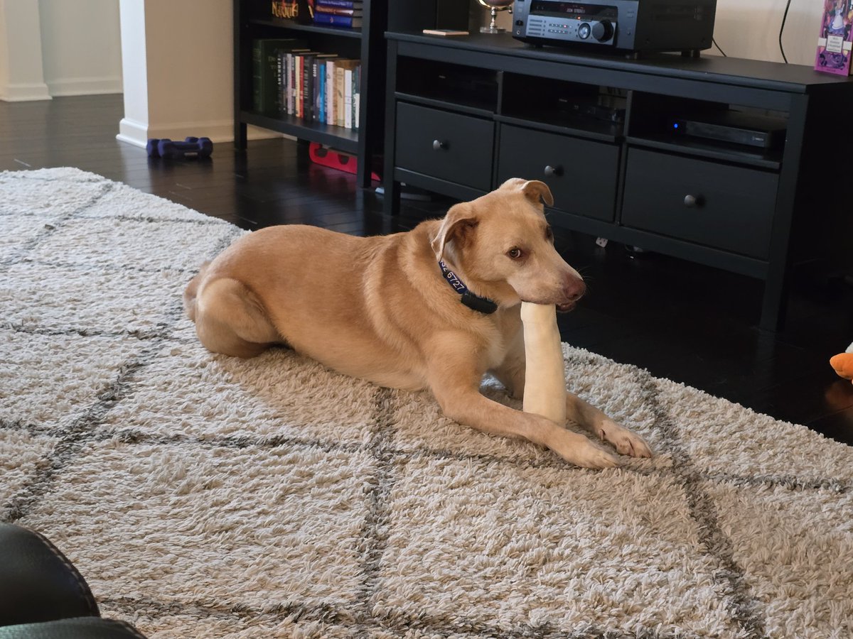 Jeff Wonser (@jw_a80) on Twitter photo Vegas is ready for <a href="/OfficialOPLive/">On Patrol: Live</a> #FirstShift with his bone (eyeballing me when I call his name, btw)! @Reelz #OPLiveDogs #AdoptDontShop #WhoSavedWho #BestBoy Vegas is ready for <a href="/OfficialOPLive/">On Patrol: Live</a> #FirstShift with his bone (eyeballing me when I call his name, btw)! @Reelz #OPLiveDogs #AdoptDontShop #WhoSavedWho #BestBoy