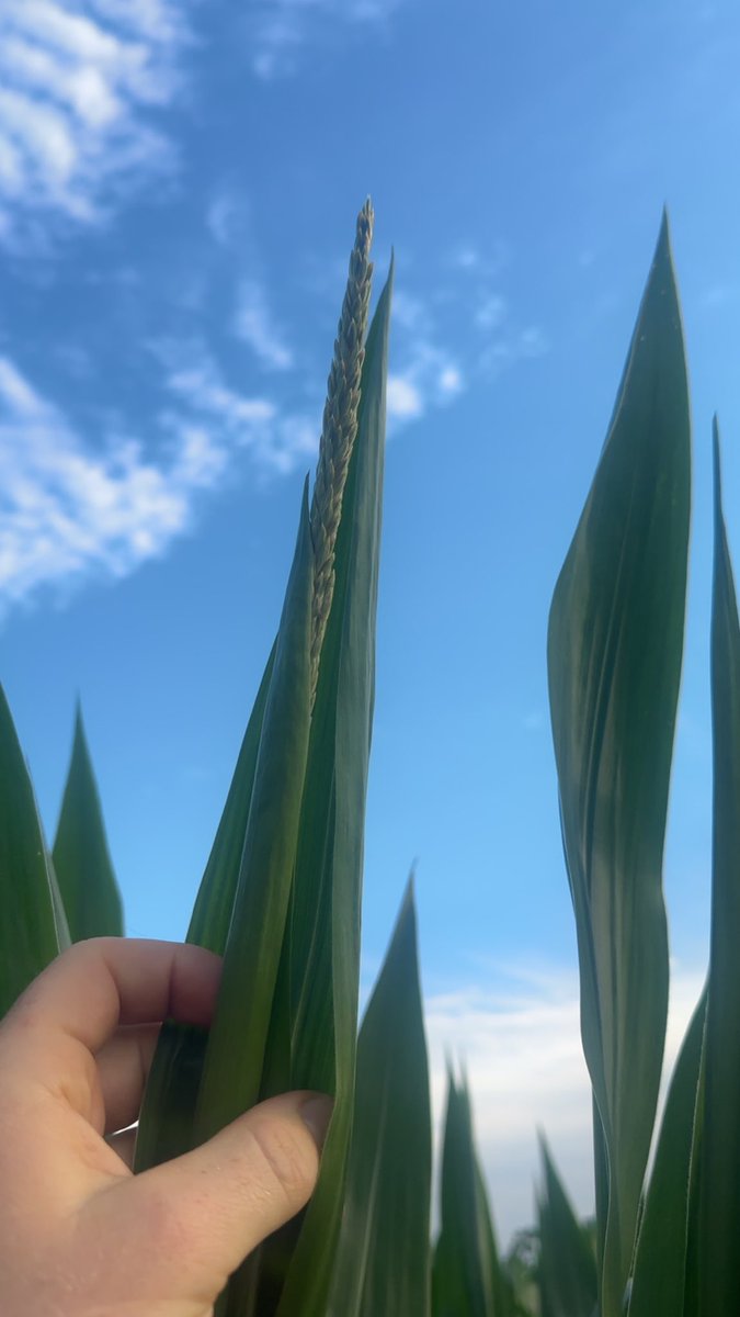 April 26th corn pushing tassels.