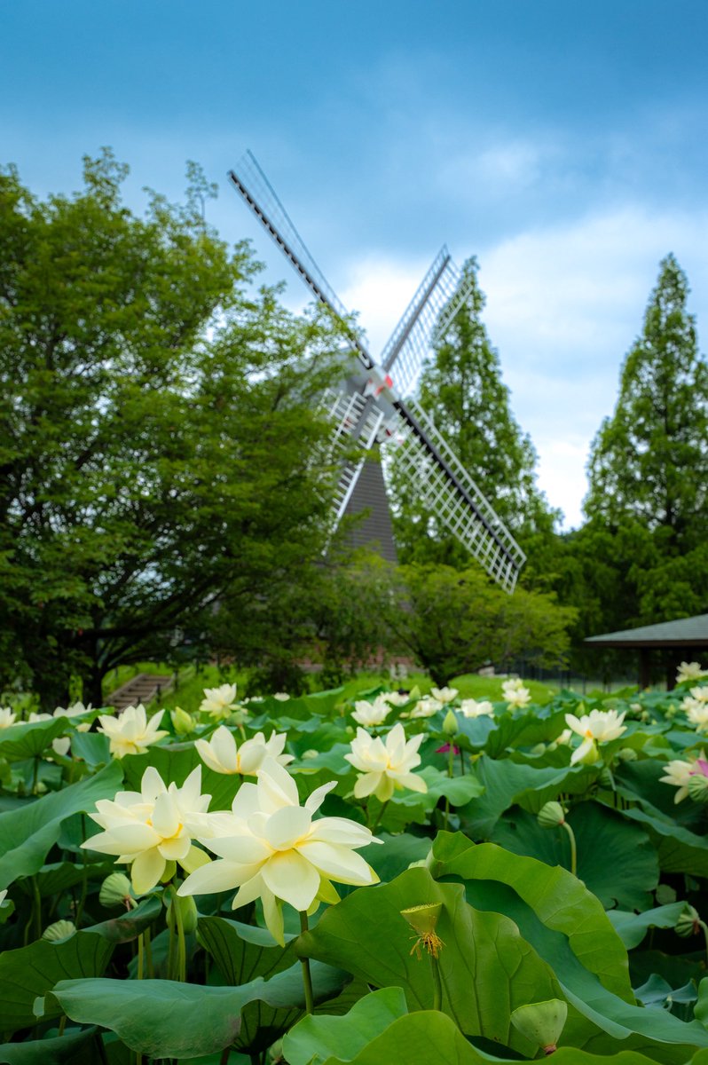 knight_amg's tweet image. おはようございます🌸

あけぼの山
蓮の花と風車🪷