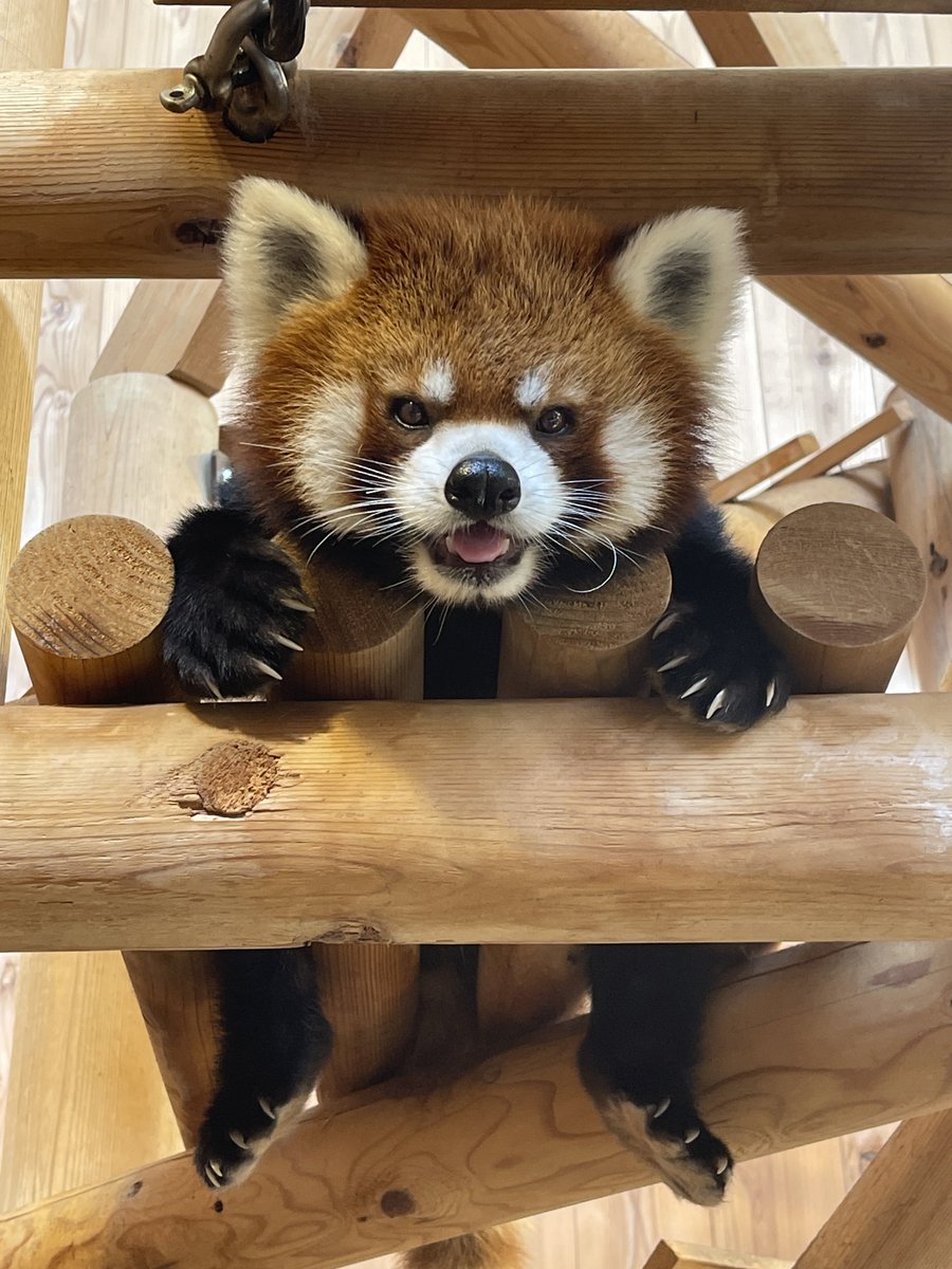 nishiyama_zoo's tweet image. 本日はレッサーパンダのいえの展示を変更しています。
屋内:たいよう(大)、モッチー(小)
屋外:展示なし
ティアラとかんたはお休みです。ご了承ください。
#鯖江市西山動物園
#レッサーパンダ
#たいよう #モッチー
