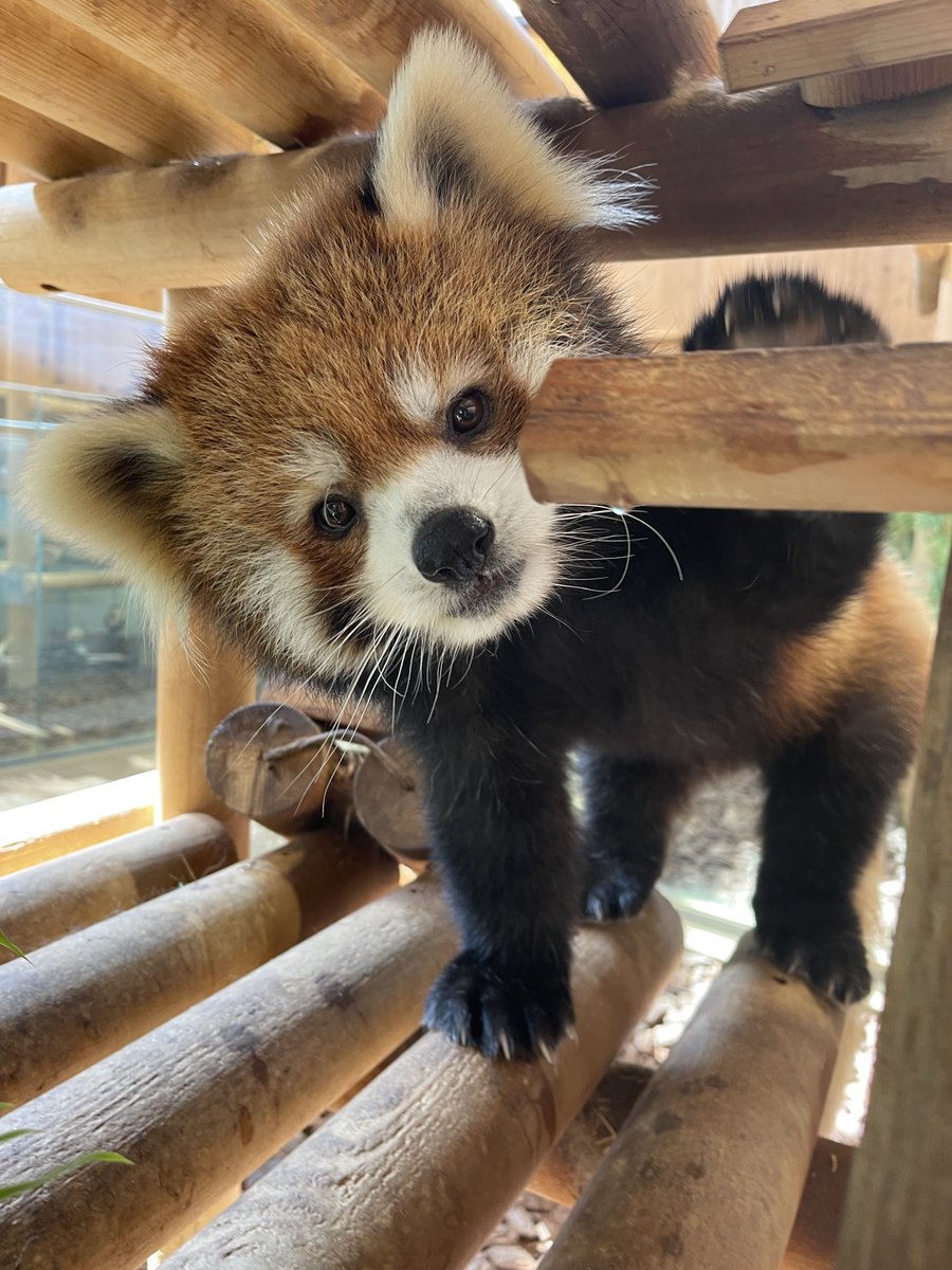 nishiyama_zoo's tweet image. 本日はレッサーパンダのいえの展示を変更しています。
屋内:たいよう(大)、モッチー(小)
屋外:展示なし
ティアラとかんたはお休みです。ご了承ください。
#鯖江市西山動物園
#レッサーパンダ
#たいよう #モッチー
