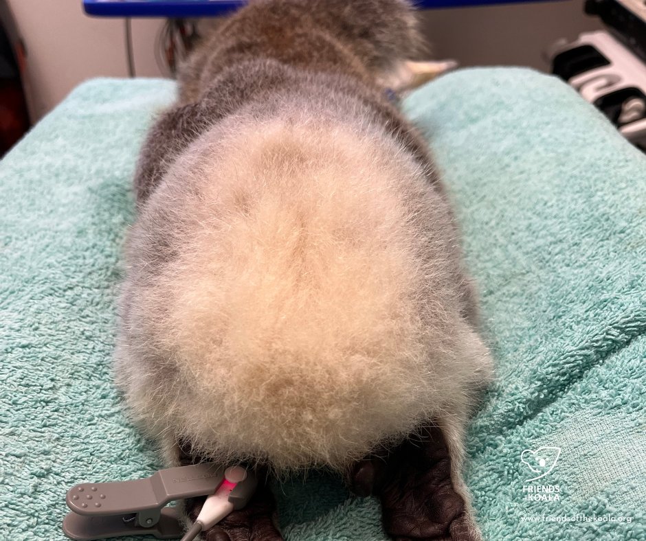 Friends_Koala's tweet image. Ha! Fun fact π¨
Koalas fart constantly β but silently. Their eucalyptus diet causes lots of gas, but it's quiet (and barely smells).
Some scientists think it helps avoid predators. Stealth mode: activated. ππ¨ #KoalaFacts