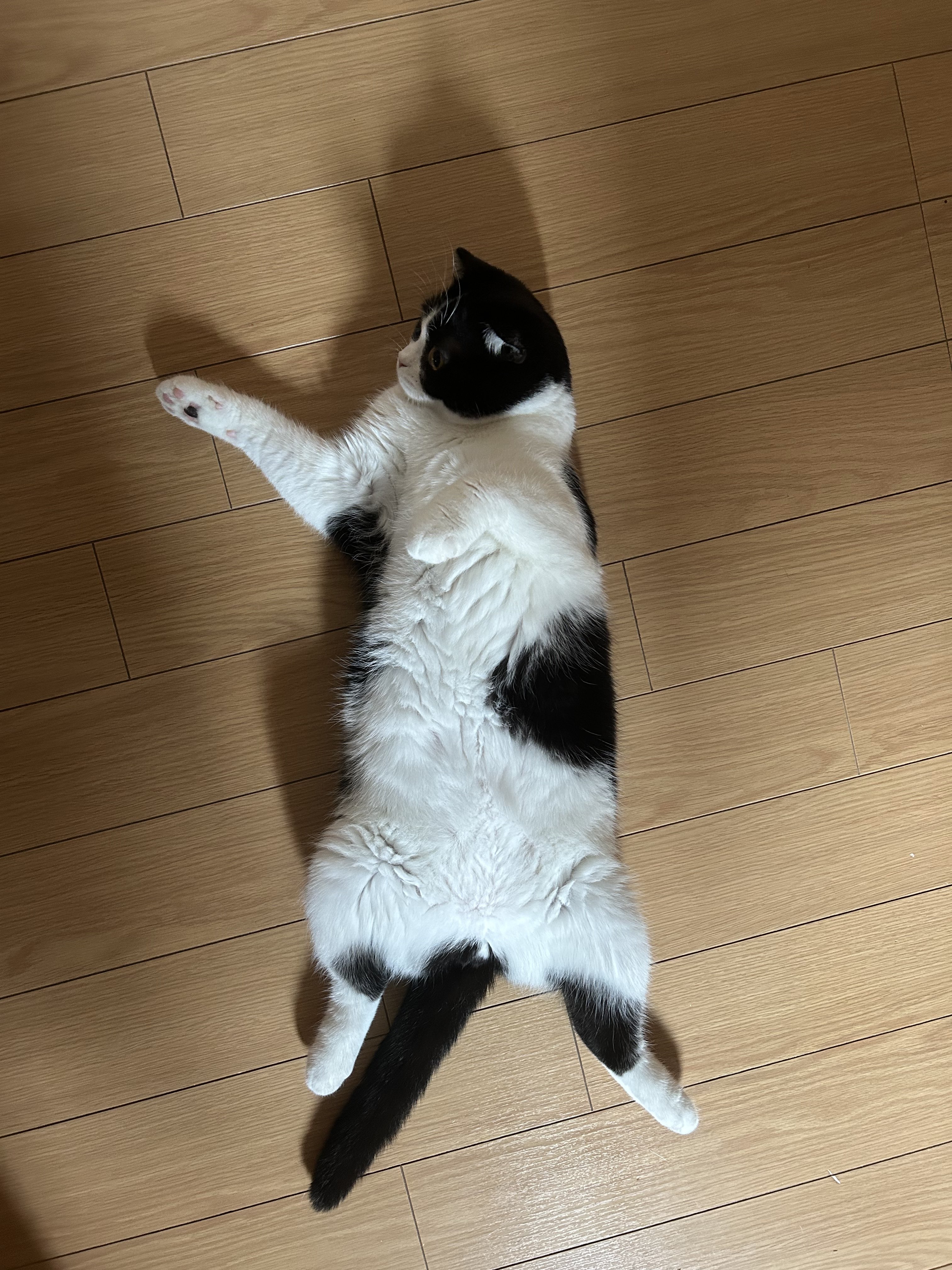 ねこ 楽天市場】ワイルドキャット 小 KOSEN ケーセン 29cm Peppi