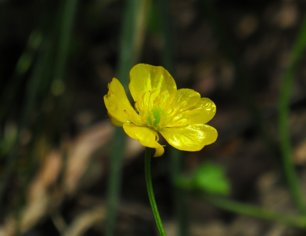 MatthewShute's tweet image. May your day be
meritorious & flowing,
very glorious & glowing!
#SundayYellow
🤎 🌱 🌼 💛
