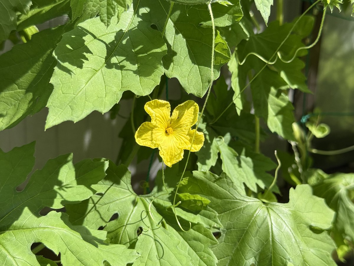 庭のプチトマトとゴーヤの花