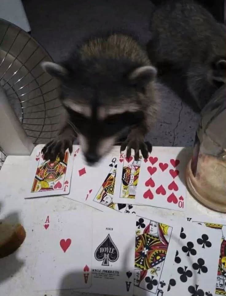 Zac The Raccoon 🦝🎓 (@isaacclarke2021) on Twitter photo 