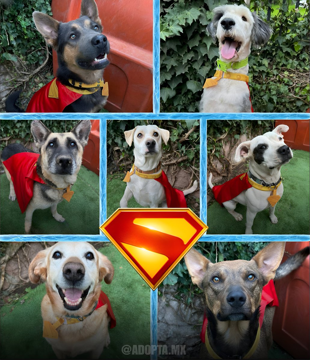 Por el estreno de Superman, Warner colaboró con Adopta.Mx para promover la adopción de mascotas:

Varios perritos fueron fotografiados con la capa de Krypto para ayudarles a encontrar un hogar.  

Si les interesa y son de México, pueden visitar las redes de Adopta.