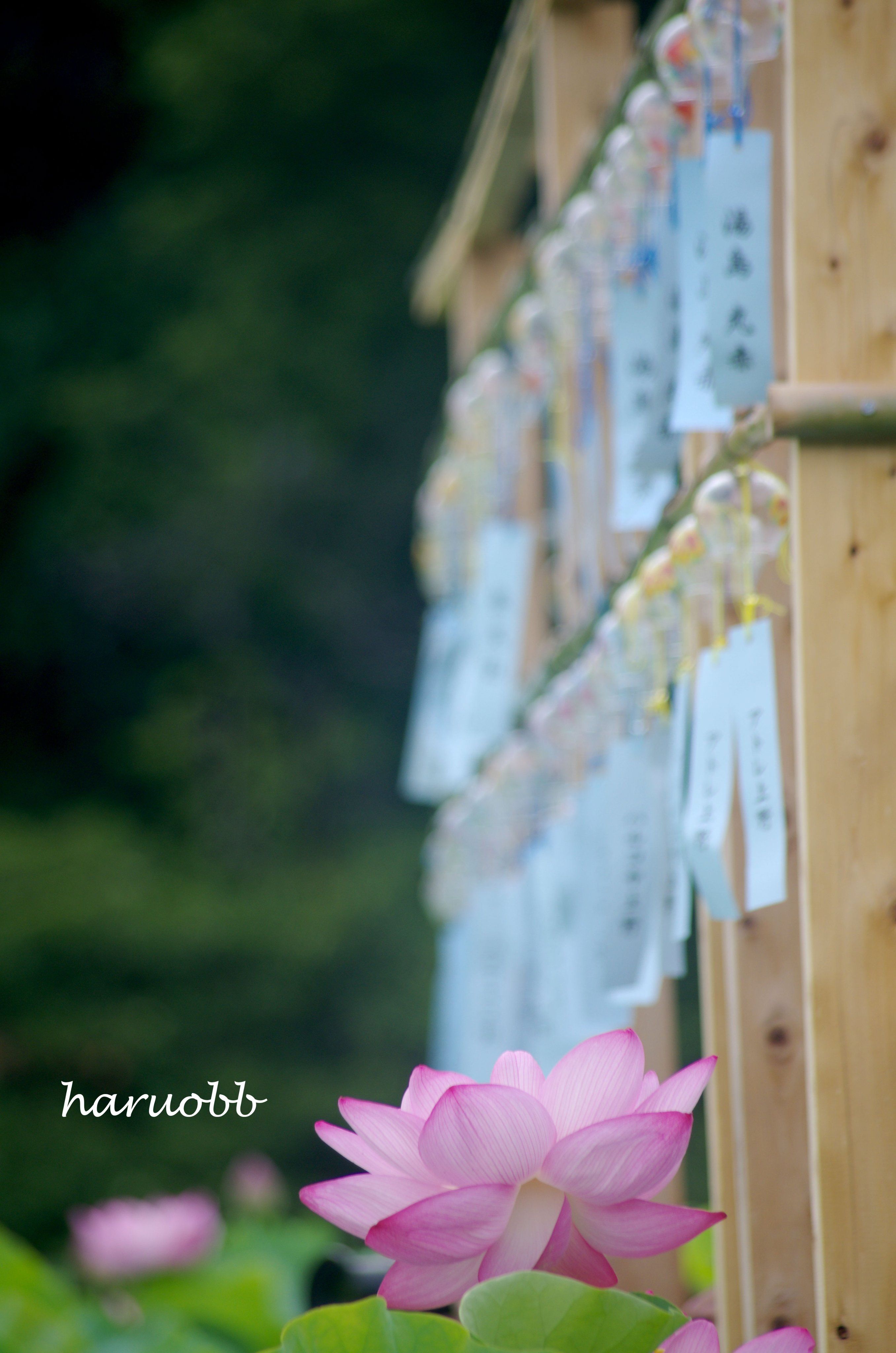 ♡M.L♡　確認用　JAPAN　写真集 写真 - Search / X