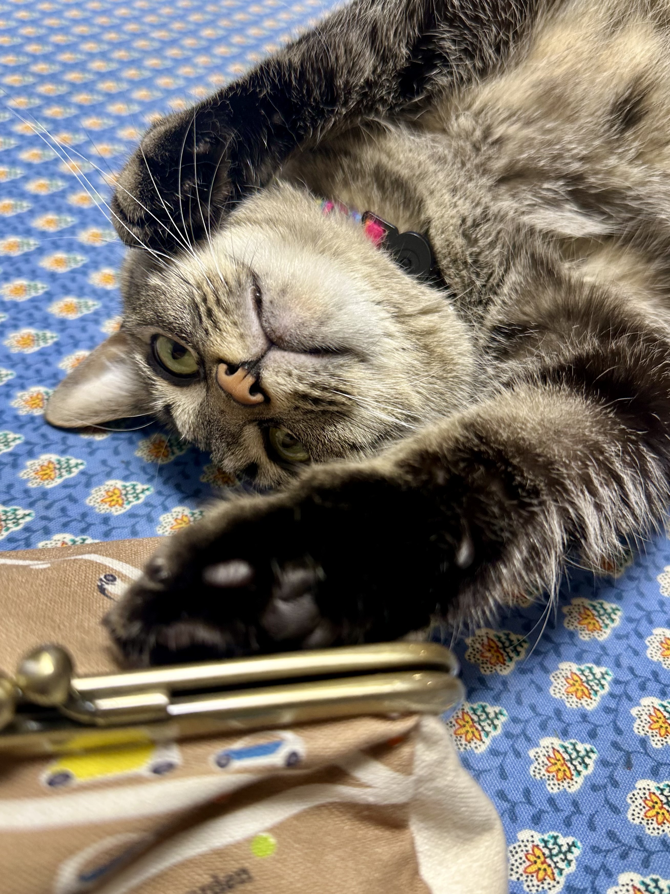 ねこ　6個 楽天市場】【サマーセール開催中7/18-7/31】 大型 猫トイレ TALL