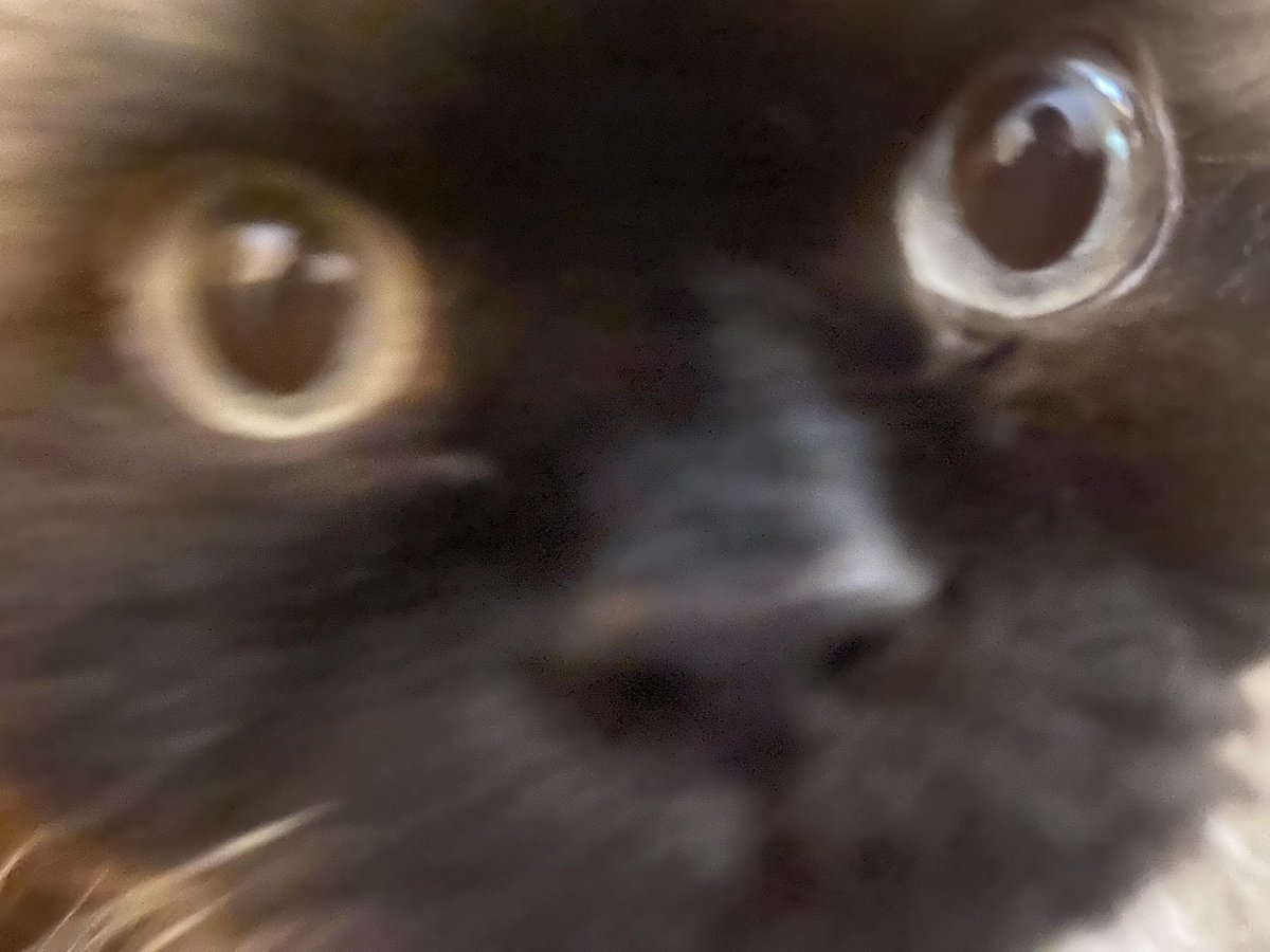 HAI IS , THIS THIMG ON??, HELO FRENS IN MINE FONE