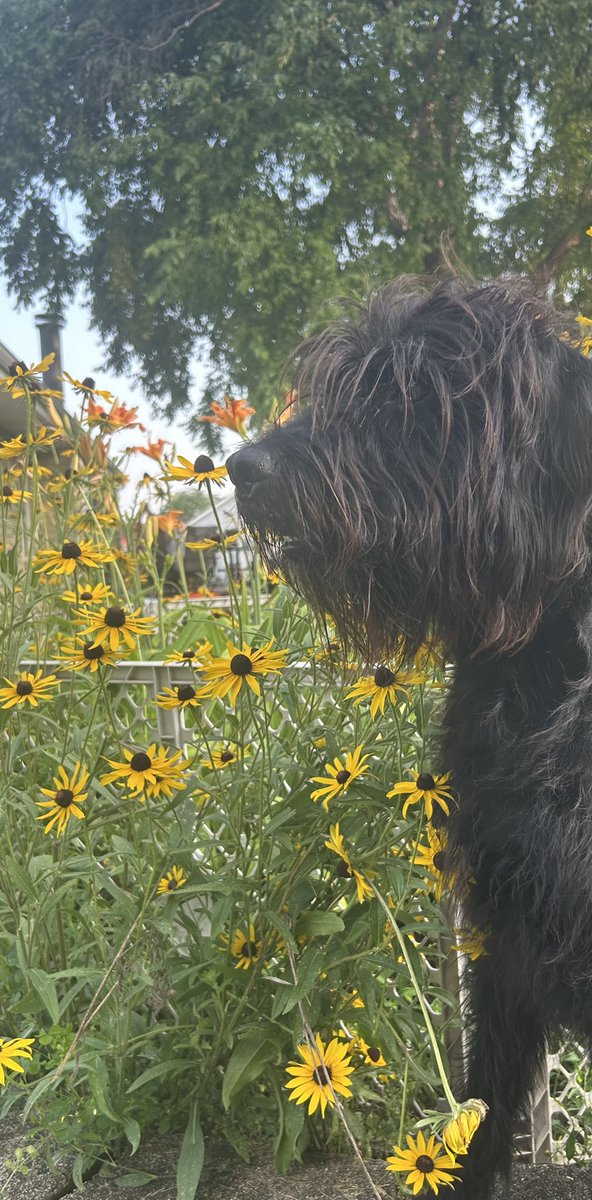 Simonsez0420's tweet image. How it started, how it’s going. @DogsOfTurf