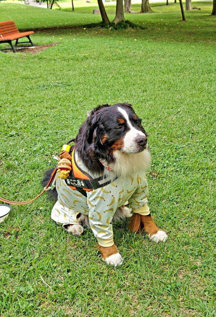 coco_bmd's tweet image. 今年の夏はバナナ柄の冷感シャツが流行るって言ってココに着させたけどそろそろ嘘がバレたみたい