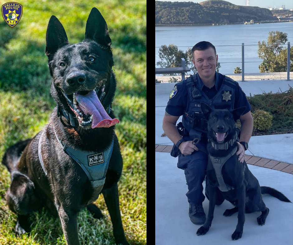 Last week, K9 Officer Morty was seriously injured during training and required emergency care. Thanks to swift action from his handler and outstanding veterinary teams, Morty is now home and recovering. Thank you for your compassion when it mattered most.