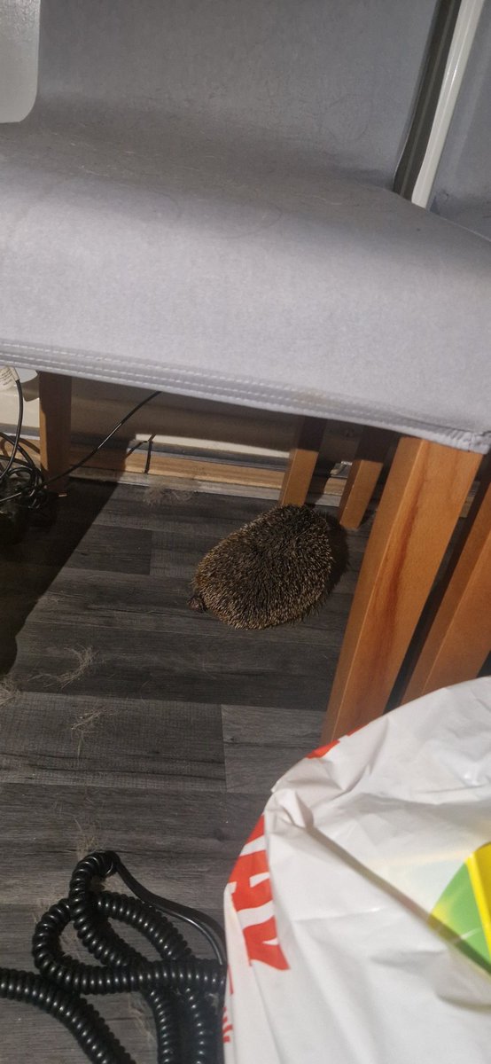 ParaPaul78's tweet image. Wow. Come home from the pub, and there is a hedgehog taking a bath on my dogs water bowl. They move quick!