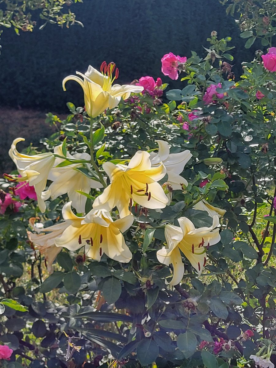 🇵🇦/🇻🇮 vaguely tweet media