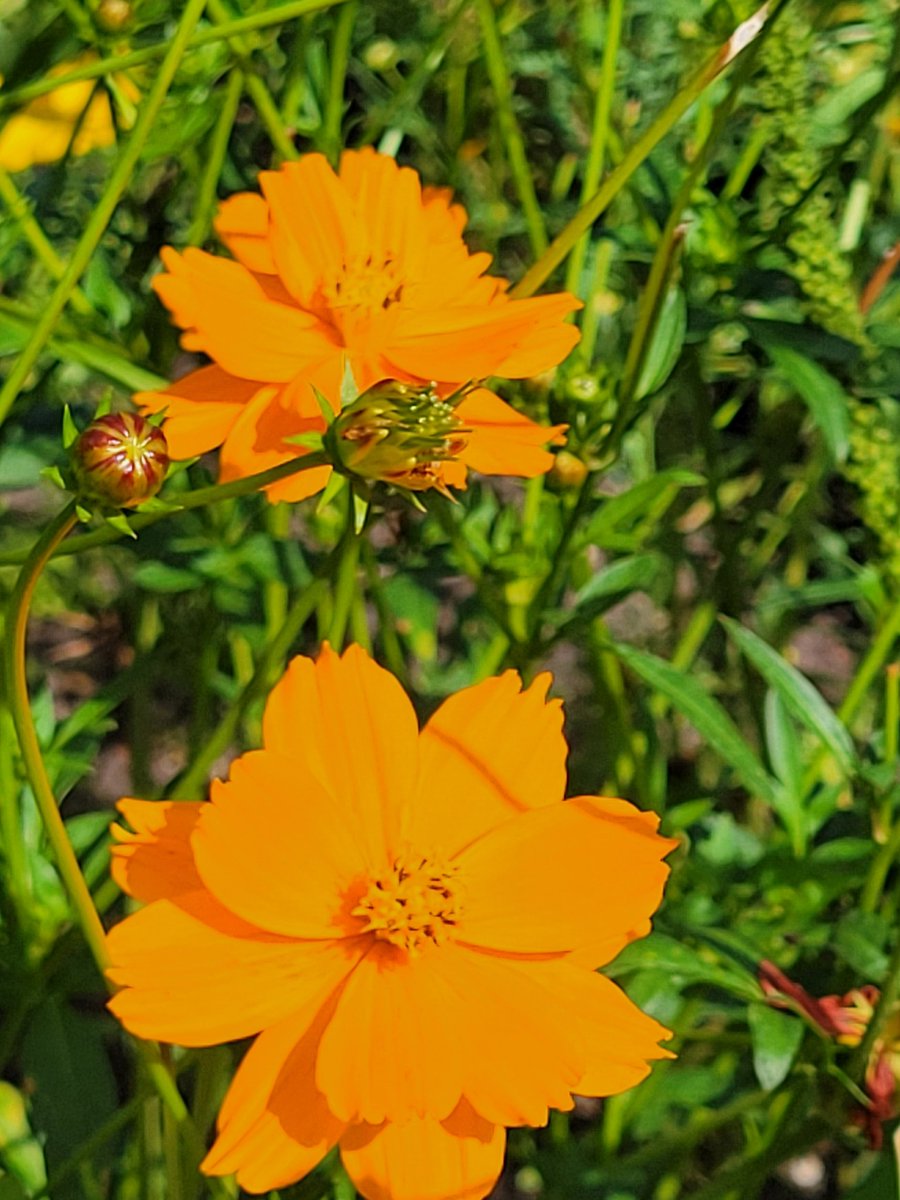 🇵🇦/🇻🇮 vaguely tweet media