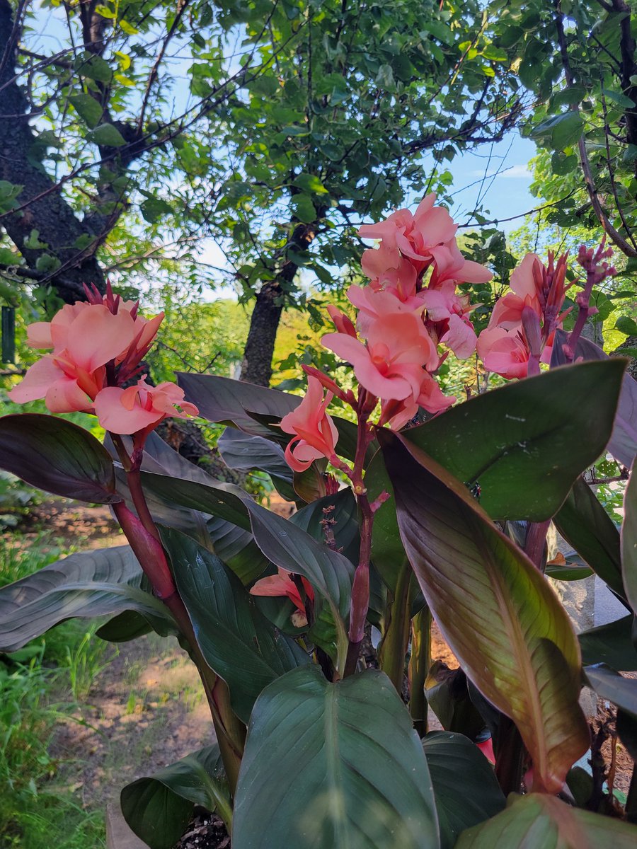 🇵🇦/🇻🇮 vaguely tweet media