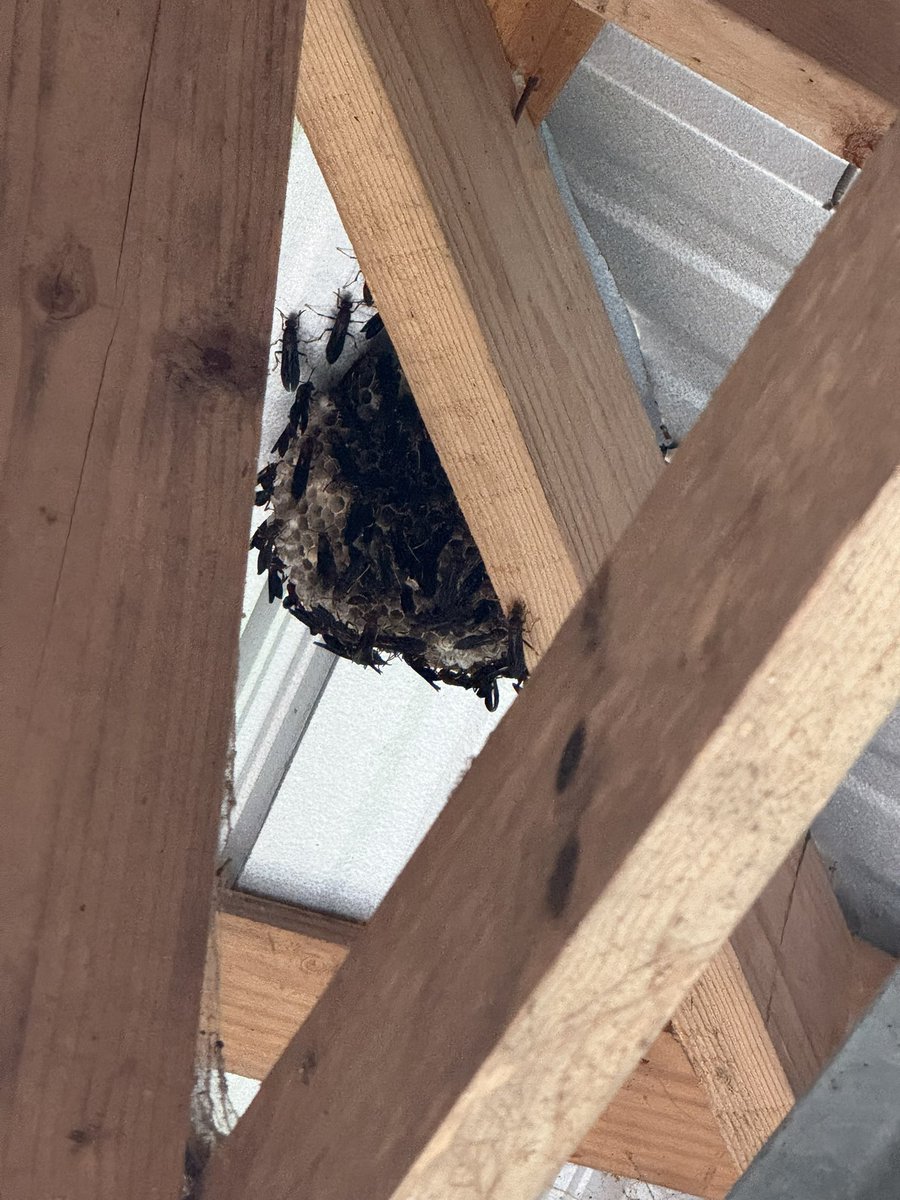 Things you don’t want to look up and see in the boathouse…