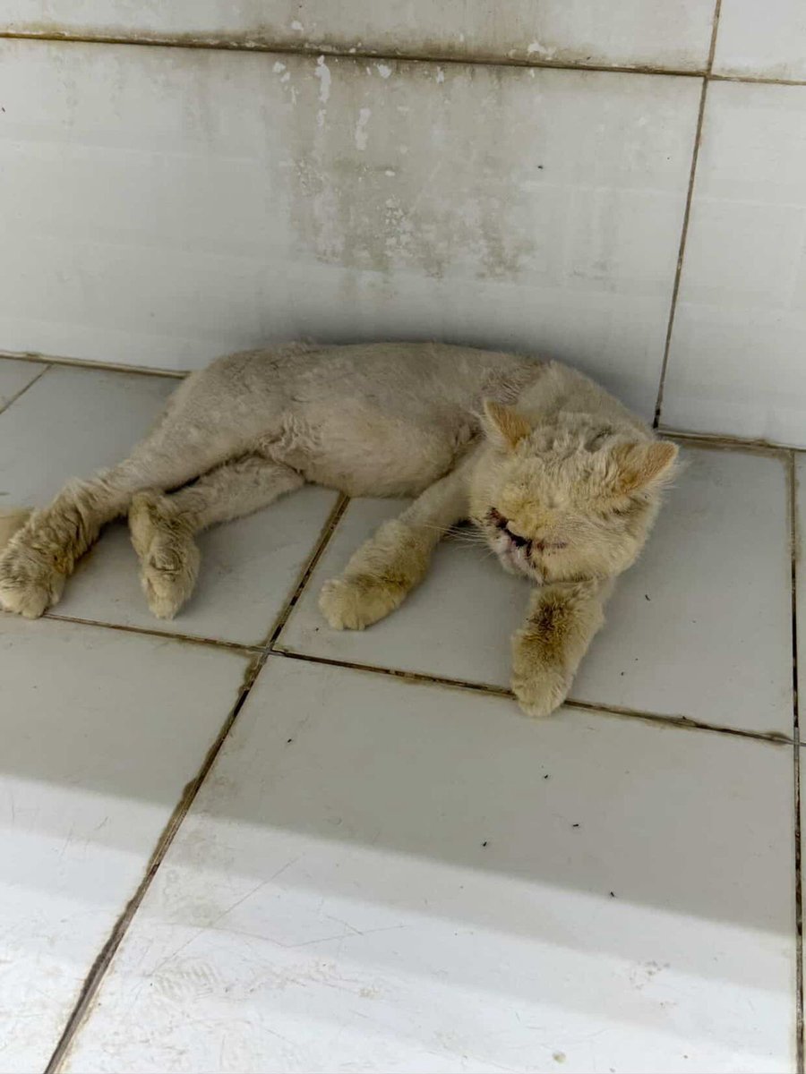 حديقة ساحة حطين| الرياض🆘⛔
قط/ة عُثر عليها محلوقة وحالتها الصحية سيئة من المحتمل مفقودة أو مُتخلى عنها
في حال كانت قطتك أو يمكنك الإعتناء بها نرجو التوجه للموقع مباشرة:
maps.app.goo.gl/eZW3vNFHEASfR8…

<a href="/soundsoul369/">هيلة الروقي</a>