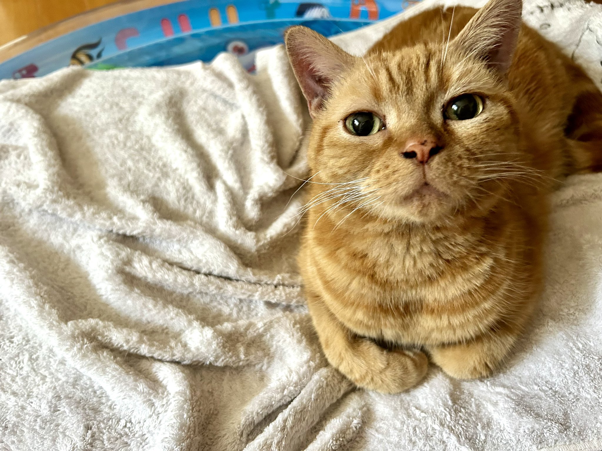 ZERO猫ページ 61MlxZUi7GL._UF1000,1000_QL80_.jpg