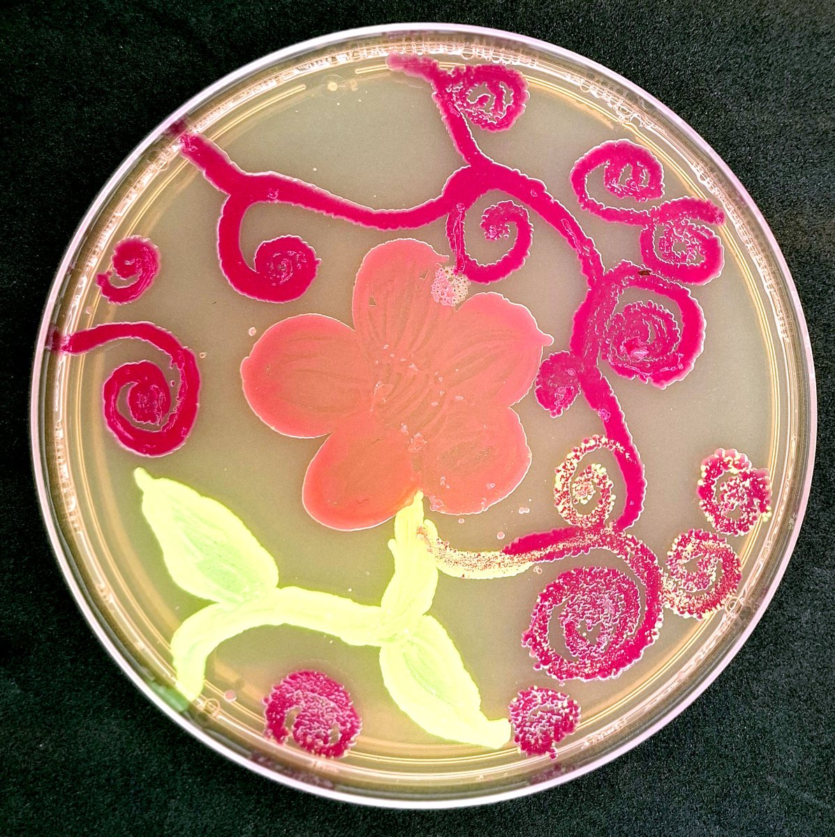 Dave W. Checkmark free since 2013 (@germjuggler) on Twitter photo The campers in the #WormsToStars summer camp made some very nice #AgarArt <a href="/MissouriSandT/">Missouri S&T</a> <a href="/sandtcase/">S&T College of Arts, Sciences, and Education</a> <a href="/sandtcec/">S&T College of Engineering and Computing</a> The campers in the #WormsToStars summer camp made some very nice #AgarArt <a href="/MissouriSandT/">Missouri S&T</a> <a href="/sandtcase/">S&T College of Arts, Sciences, and Education</a> <a href="/sandtcec/">S&T College of Engineering and Computing</a>