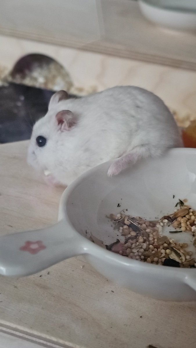 쌀아 밥그릇에 발하나는 왜 걸치고있는거니 ...🐭💓🤦‍♀️