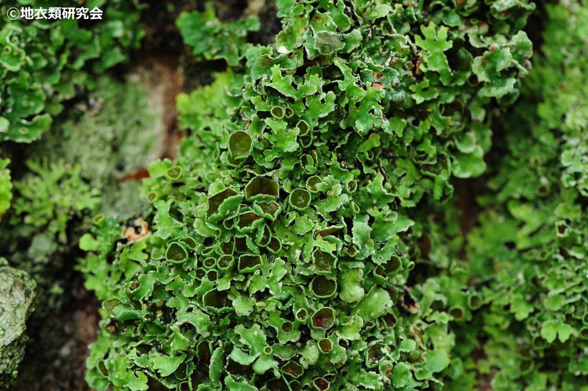 #地衣類 everyday 世界の「地衣」
Chii (Jp.) 
Lichen (Eng.) 
Λειχήνα (Gk.) 
Flechten (Germ.) 
Lav (Dan. Swed. Norw.) 
Jäkälä (Fin.) 
Лишай (Rus.) 
Lichene (Ital.) 
지의류 (韓国) 
लाइकेन (Nepal)