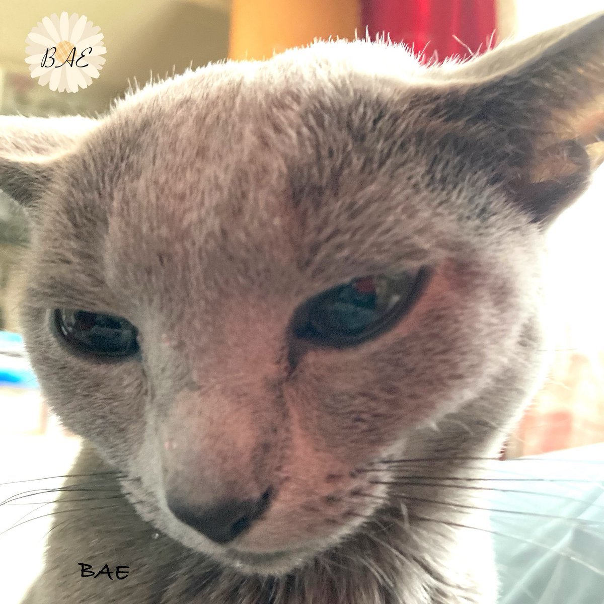 【おはようございます🌞】
ドヤ顔なんてしてないもん。

#ねこ　#ねこ部  #ねこと暮らす #ねこばか #cats #GD #BIGBANG
