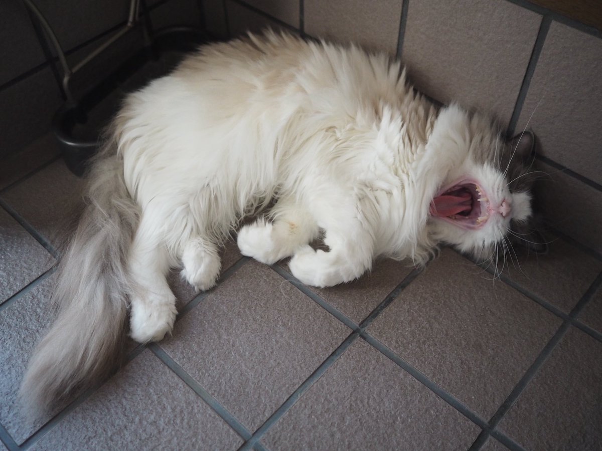 Maple_SKM's tweet photo. 今日のローズ。「玄関冷たいにゃ😸」 / Today's Rose. #猫 #cat #neko #ラグドール #ragdoll https://t.co/9dJwrBD5Of