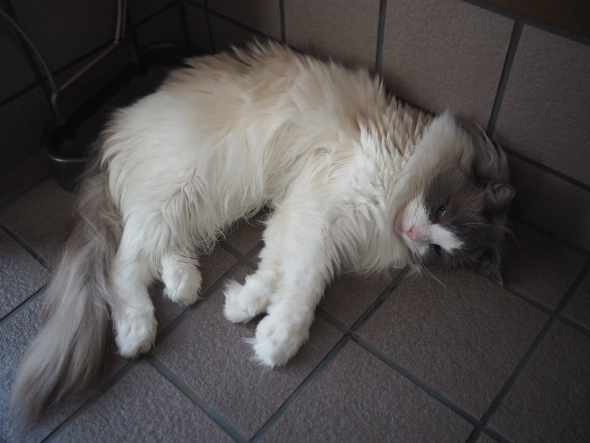 Maple_SKM's tweet photo. 今日のローズ。「玄関冷たいにゃ😸」 / Today's Rose. #猫 #cat #neko #ラグドール #ragdoll https://t.co/9dJwrBD5Of