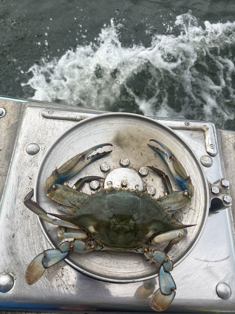 12” pothauler for reference #pontchartrainblues #crablife